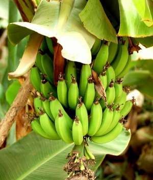 bananas_2.jpg - 16.91 KB