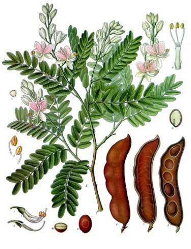 tamarind.jpg - 31.27 KB
